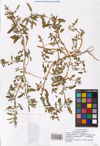 Oxybasis glauca (L.) S. Fuentes, Uotila & Borsch, Eastern Europe, Lower Volga region (E9) (Russia)