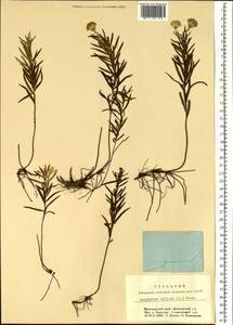 Galatella biflora (L.) Nees, Siberia, Central Siberia (S3) (Russia)