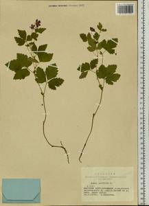 Rubus arcticus L., Siberia, Yakutia (S5) (Russia)