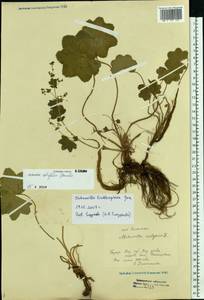 Alchemilla lindbergiana Juz., Eastern Europe, Volga-Kama region (E7) (Russia)