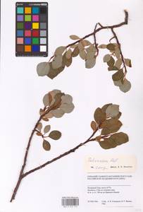 Salix arctica Pall., Siberia, Western Siberia (S1) (Russia)