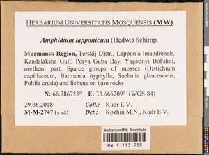 Amphidium lapponicum (Hedw.) Schimp., Bryophytes, Bryophytes - Karelia, Leningrad & Murmansk Oblasts (B4) (Russia)