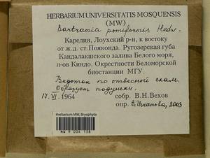 Bartramia pomiformis Hedw., Bryophytes, Bryophytes - Karelia, Leningrad & Murmansk Oblasts (B4) (Russia)