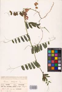 Vicia sepium L., Eastern Europe, Middle Volga region (E8) (Russia)