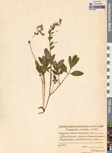 Corydalis turtschaninovii subsp. turtschaninovii, Siberia, Russian Far East (S6) (Russia)
