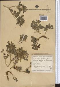 Miltianthus portulacoides (Cham.) Bunge, Middle Asia, Syr-Darian deserts & Kyzylkum (M7) (Uzbekistan)