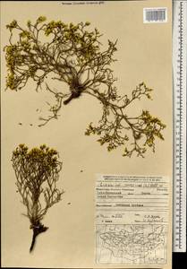 Limonium aureum (L.) Chaz., Mongolia (MONG) (Mongolia)