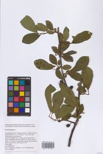 Prunus spinosa L., Eastern Europe, Lower Volga region (E9) (Russia)