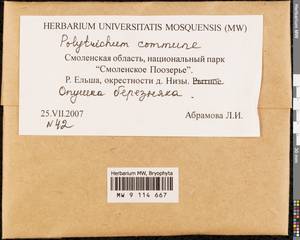 Polytrichum commune Hedw., Bryophytes, Bryophytes - Middle Russia (B6) (Russia)