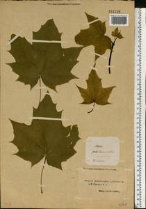 Acer platanoides L., Eastern Europe, Northern region (E1) (Russia)