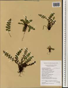 Asplenium ceterach subsp. ceterach, South Asia, South Asia (Asia outside ex-Soviet states and Mongolia) (ASIA) (Cyprus)