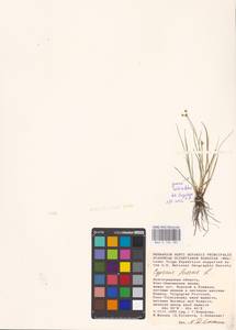 Cyperus fuscus L., Eastern Europe, Lower Volga region (E9) (Russia)