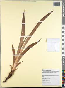 Iris germanica L., Caucasus, Krasnodar Krai & Adygea (K1a) (Russia)
