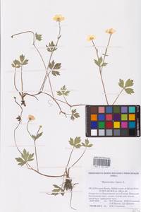 Ranunculus repens L., Eastern Europe, Northern region (E1) (Russia)