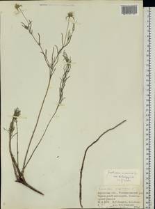 Lomelosia argentea (L.) Greuter & Burdet, Eastern Europe, South Ukrainian region (E12) (Ukraine)
