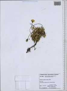 Papaver radicatum subsp. polare Tolm., Siberia, Central Siberia (S3) (Russia)