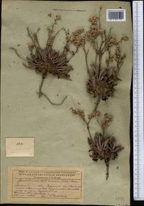 Goniolimon callicomum (C. A. Mey.) Boiss., Middle Asia, Caspian Ustyurt & Northern Aralia (M8) (Kazakhstan)