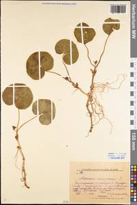 Asarum europaeum L., Eastern Europe, North Ukrainian region (E11) (Ukraine)