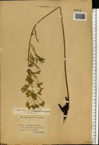 Euphorbia uralensis Fisch. ex Link, Eastern Europe, Lower Volga region (E9) (Russia)