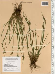 Carex pallescens L., Eastern Europe, Central region (E4) (Russia)