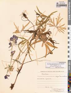 Aconitum glandulosum Rapaics, Siberia, Chukotka & Kamchatka (S7) (Russia)