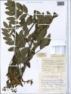 Sophora flavescens Aiton, South Asia, South Asia (Asia outside ex-Soviet states and Mongolia) (ASIA) (China)