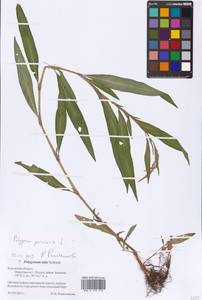 Persicaria maculosa Gray, Eastern Europe, Central region (E4) (Russia)