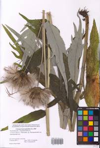 Cirsium heterophyllum (L.) Hill, Eastern Europe, Central region (E4) (Russia)