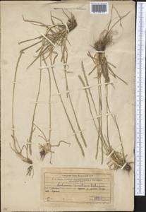 Lolium remotum Schrank, Middle Asia, Western Tian Shan & Karatau (M3) (Uzbekistan)