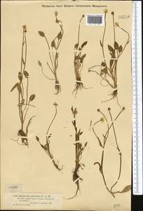 Ranunculus longicaulis C. A. Mey., Middle Asia, Dzungarian Alatau & Tarbagatai (M5) (Kazakhstan)