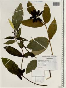 Mussaenda, South Asia, South Asia (Asia outside ex-Soviet states and Mongolia) (ASIA) (Vietnam)