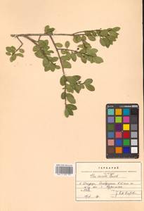 Ilex crenata Thunb., Siberia, Russian Far East (S6) (Russia)