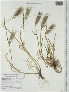 Hordeum murinum subsp. leporinum (Link) Arcang., Western Europe (EUR) (Portugal)