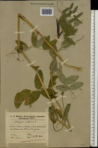 Lathyrus pisiformis L., Eastern Europe, Volga-Kama region (E7) (Russia)