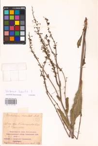 MHA 0 159 028, Verbascum lychnitis L., Eastern Europe, Middle Volga region (E8) (Russia)