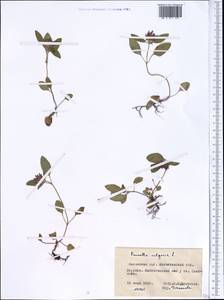 Prunella vulgaris L., Middle Asia, Northern & Central Kazakhstan (M10) (Kazakhstan)