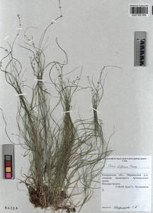 KUZ 002 954, Carex disperma Dewey, Siberia, Altai & Sayany Mountains (S2) (Russia)