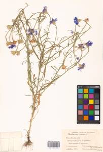 Centaurea cyanus L., Eastern Europe, Moscow region (E4a) (Russia)