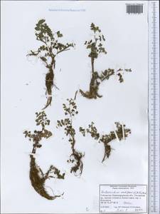 Helosciadium nodiflorum subsp. nodiflorum, Middle Asia, Pamir & Pamiro-Alai (M2) (Uzbekistan)