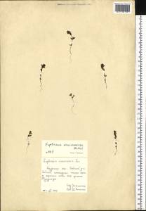 Euphrasia maximowiczii Wettst. ex Palibin, Siberia, Russian Far East (S6) (Russia)