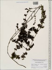 Galium humifusum M.Bieb., Eastern Europe, Middle Volga region (E8) (Russia)
