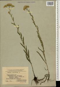 Achillea millefolium L., Caucasus, Stavropol Krai, Karachay-Cherkessia & Kabardino-Balkaria (K1b) (Russia)