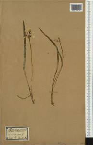Allium triquetrum L., Western Europe (EUR) (Spain)