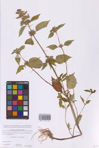 Galeopsis bifida Boenn., Eastern Europe, Moscow region (E4a) (Russia)