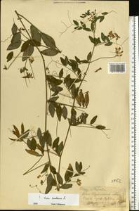 Vicia dumetorum L., Eastern Europe, West Ukrainian region (E13) (Ukraine)