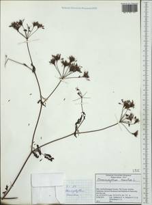 Chaerophyllum temulum L., Western Europe (EUR) (Italy)