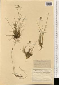Sesleria phleoides Steven ex Roem. & Schult., South Asia, South Asia (Asia outside ex-Soviet states and Mongolia) (ASIA) (Turkey)