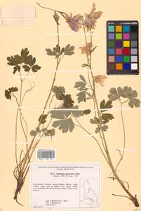 Aquilegia flabellata Siebold & Zucc., Siberia, Russian Far East (S6) (Russia)