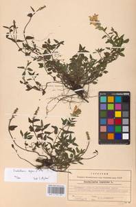 MHA 0 155 485, Scutellaria supina L., Eastern Europe, Central forest-and-steppe region (E6) (Russia)