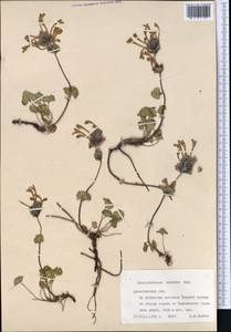 Dracocephalum imberbe Bunge, Middle Asia, Northern & Central Tian Shan (M4) (Kazakhstan)
